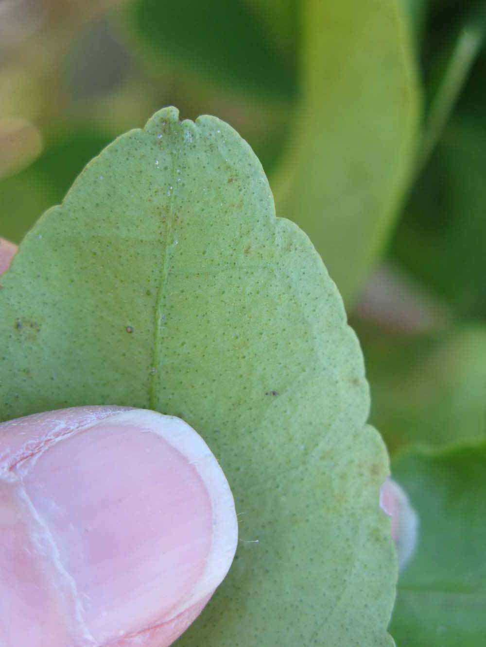              Margin (Winter Haven, FL)       